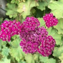 Achillea 'Cerise Queen'   1L