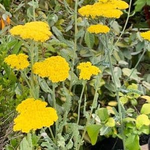 Achillea 'Coronation Gold;  2L