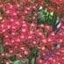 Achillea millefolium 'Cassis'  2L