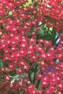 Achillea millefolium 'Cassis'  2L