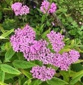 Achillea millefolium 'Lilac Beauty' 9cm