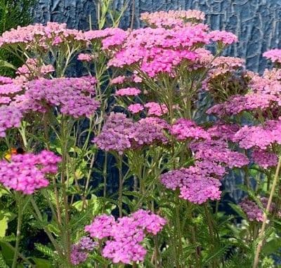 Achillea millefolium 'Lilac Beauty' 9cm