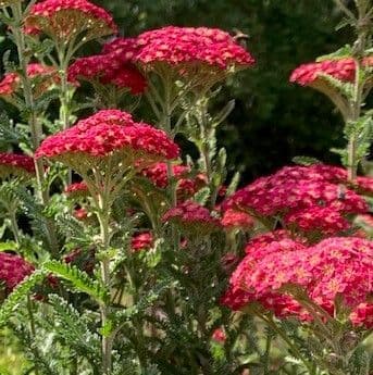 Achillea millefolium 'Red Velvet'  2L