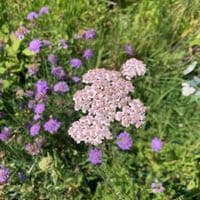 Achillea millifolium (common yarrow)  9cm