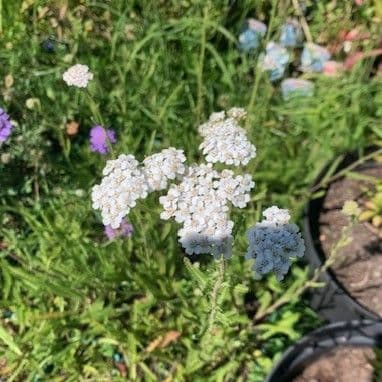 Achillea millifolium (common yarrow)  9cm