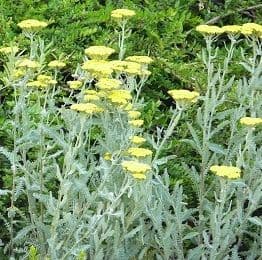 Achillea 'Moonshine'   2L