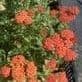 Achillea 'Paprika'  1L