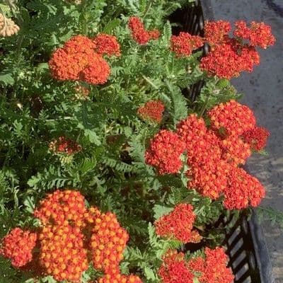 Achillea 'Paprika'  1L