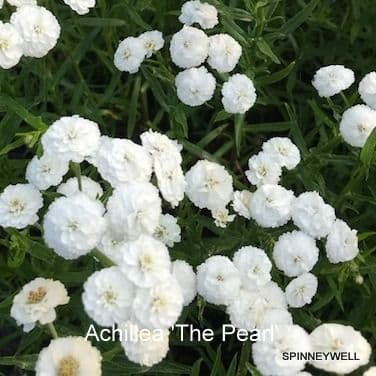 Achillea ptarmarica 'The Pearl'  2L