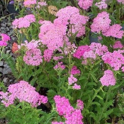 Achillea 'Rose Madder'  3L