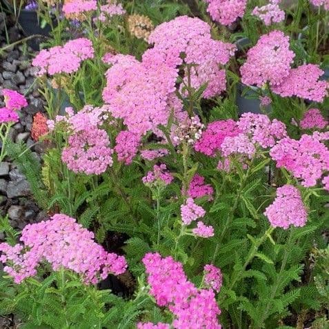Achillea 'Rose Madder'  3L