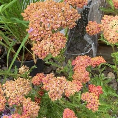 Achillea 'Salmon Beauty'  1L