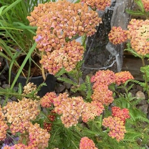 Achillea 'Salmon Beauty'  1L