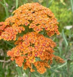 Achillea 'Terracotta'  9cm
