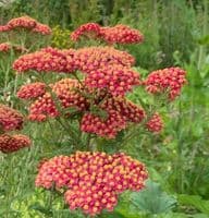 Achillea 'Walter Funcke'  2L