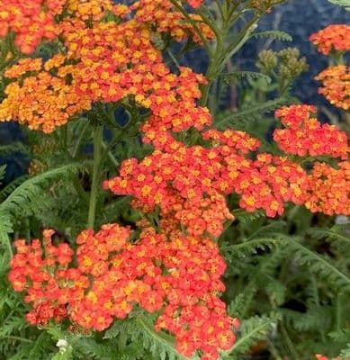 Achillea 'Walter Funcke'  2L