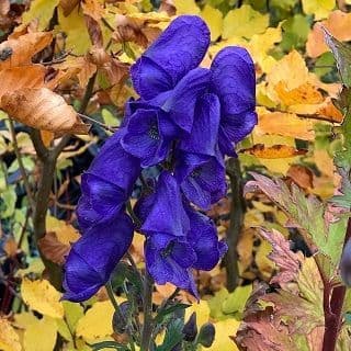 Aconitum 'Barkers Variety  5L