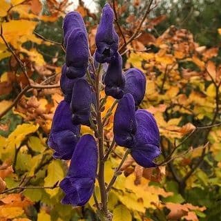 Aconitum carmichaelii 'Arendsii' 2L