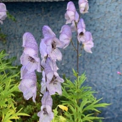 Aconitum 'Cloudy'  2L