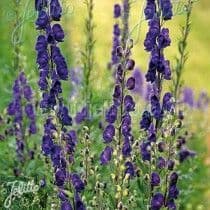Aconitum 'Newry Blue'  1.5L  SOLD OUT