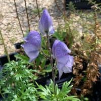 Aconitum 'Stainless Steel'  2L