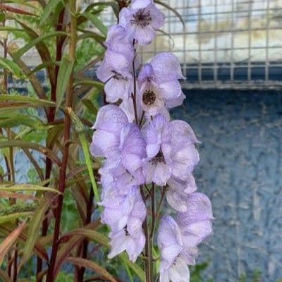 Aconitum 'Stainless Steel'  2L