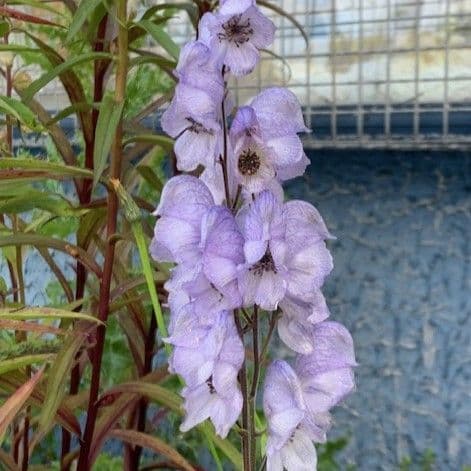 Aconitum 'Stainless Steel'  2L