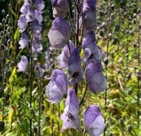 Aconitum 'Stainless Steel'  9cm READY2027