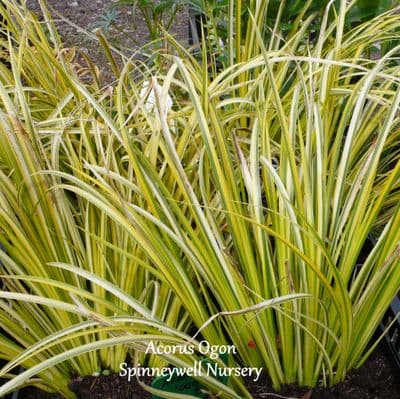 Acorus gramineus 'Ogon'  4L  SOLD OUT