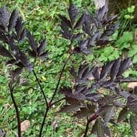 Actaea 'Queen of Sheba'   3L