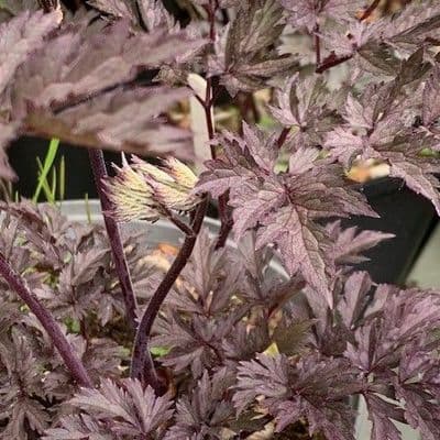 Actaea 'Queen of Sheba'   3L