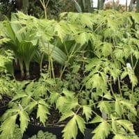 Actaea simplex 'White Pearl' (Cimicifuga)  2L