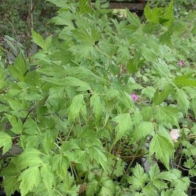 Actaea simplex 'White Pearl' (Cimicifuga)  2L