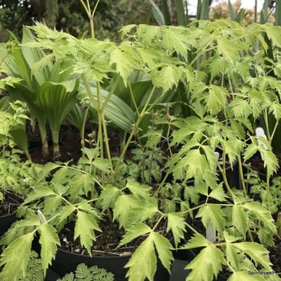 Actaea simplex 'White Pearl' (Cimicifuga)  5L