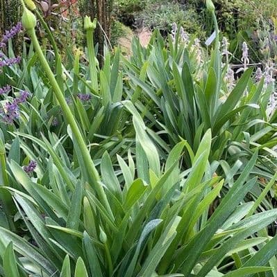 Agapanthus africanus 'Albus'  3L    SOLD OUT