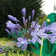 Agapanthus 'Big Blue'  7.5L