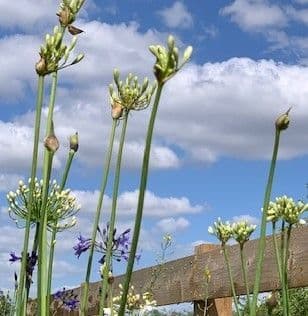 Agapanthus campanulatus  albidus  9cm
