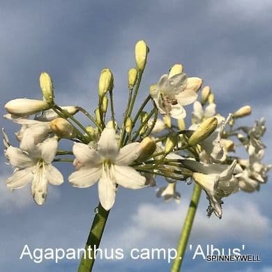 Agapanthus campanulatus 'Album'  5L