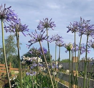 Agapanthus campanulatus (blue)  5L   SOLD OUT