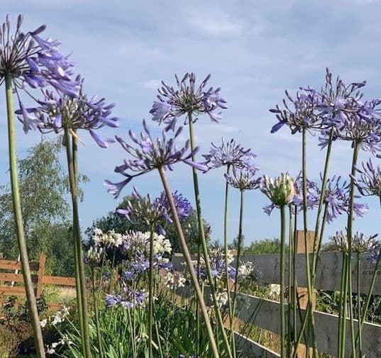 Agapanthus campanulatus (blue)  5L   SOLD OUT