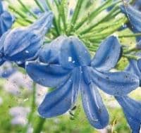Agapanthus 'Castle of Mey' 3L  SOLD OUT