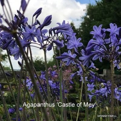 Agapanthus 'Castle of Mey' 3L  SOLD OUT