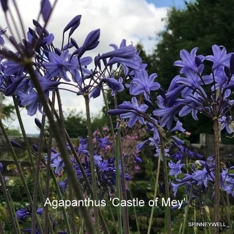 Agapanthus 'Castle of Mey' 3L  SOLD OUT