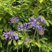 Agapanthus 'Dr. Brouwer'  SOLD OUT  7.5L  COLLECTION ONLY