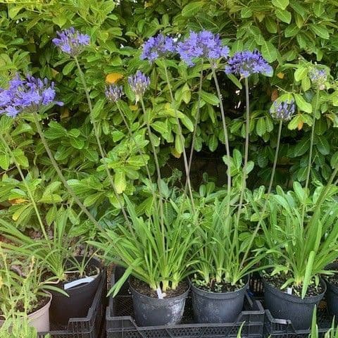 Agapanthus 'Dr. Brouwer'  SOLD OUT  7.5L  COLLECTION ONLY