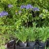Agapanthus 'Dr. Brouwer'  7.5L  COLLECTION ONLY