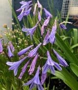 Agapanthus 'Headbourne Hybrids'  5L