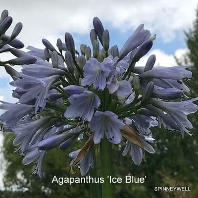 Agapanthus 'Ice Blue'  2L