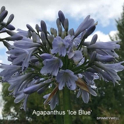 Agapanthus 'Ice Blue'  2L