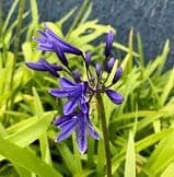 Agapanthus 'Jack's Blue'  5L  SOLD OUT